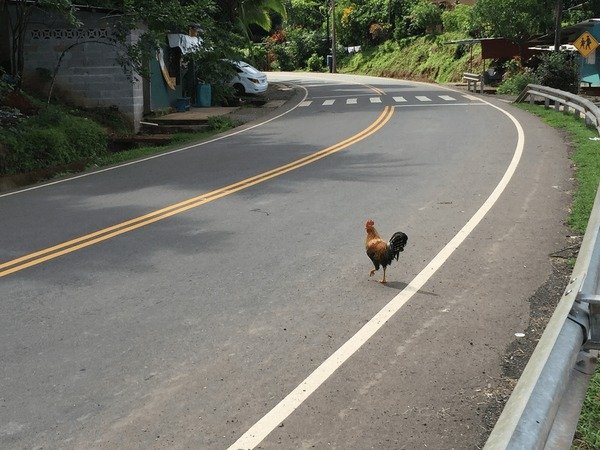 Descubre el Exclusivo Juego de Azar de la Carretera del Pollo en España in Spain Descubre el Exclusivo Juego de Azar de la Carretera del Pollo en España in Spain